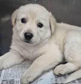 Photo of Irish Coffee