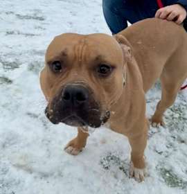 Photo of Dino Nuggets