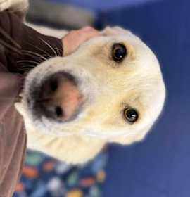 Photo of Honeysuckle