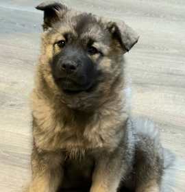 Photo of PUPPY SABRINA