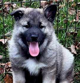 Photo of PUPPY SILAS