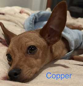 Photo of Copper