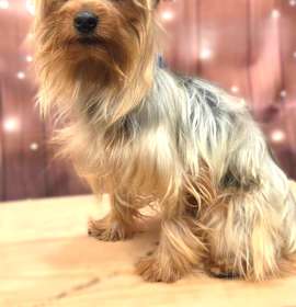 Rocco-COMING SOON photo 3