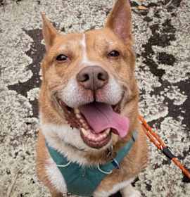 Photo of Zoomer (I Have a Secret Crush!)