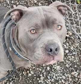 Photo of *FRAPPUCCINO