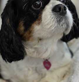 Photo of Angel Kakes