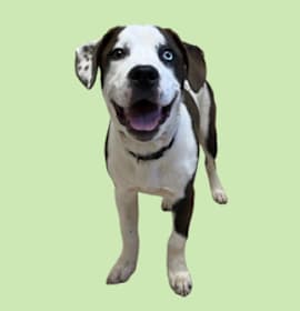 Photo of TUSC-Stray-83065