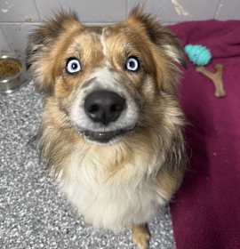 Photo of Potato (25-14270)