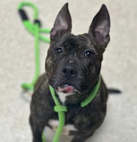 Photo of 12/30/2025-Stray-SkylakeDrive-"Bridgette"