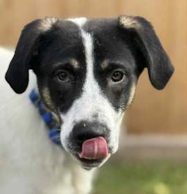 Photo of DOG OF THE MONTH!