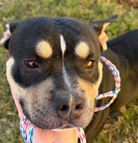 Photo of Ms. Pudding