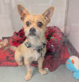 Photo of Neeko- City of Industry 