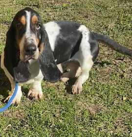 Photo of Pilgrim Spuds