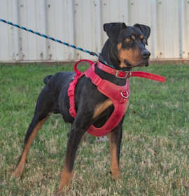 Photo of F25 SB 1601 Meatball