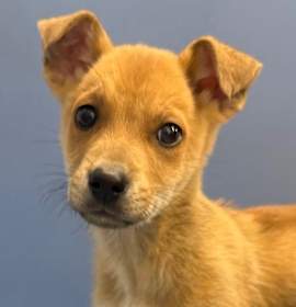 Photo of Peter McCallister