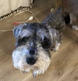 Photo of Neo /Hamilton