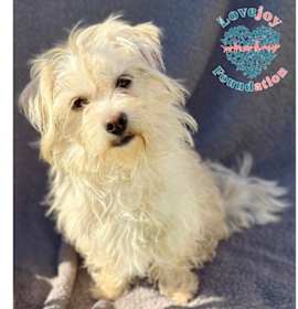 Photo of Sugarplum COH