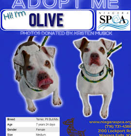Photo of Olive