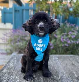 Photo of Junior Mint