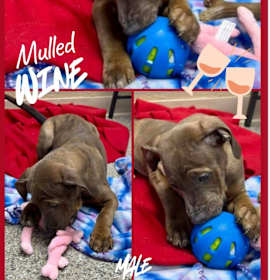 Photo of Mulled Wine