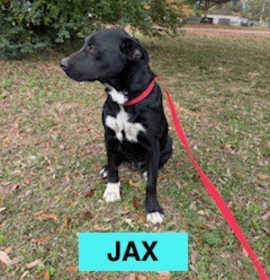 Photo of JAX