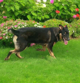 Photo of Big Boy>1 yr in rescue