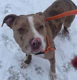 Pistachio III 15 photo 2