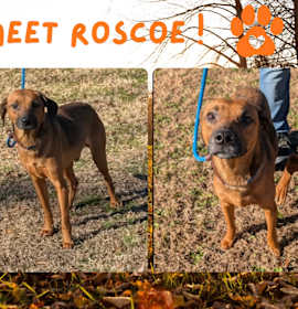 Photo of Roscoe