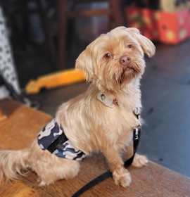 Teddy (Shorkie) photo 2