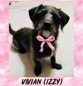 Photo of VIVIAN– 5 YEAR FEMALE TERRIER