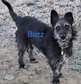 Photo of Buzz
