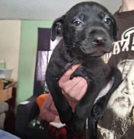 Photo of Midnight Raven-4