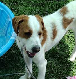 Photo of Monty 42463