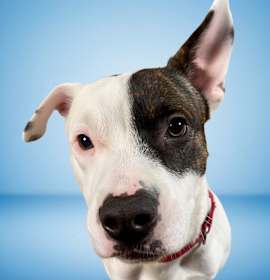 Photo of Peter Patch