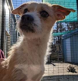 Photo of Cooper *Available around 1/15*