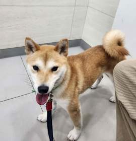 Photo of KYEONG-SOON