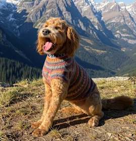 Photo of Scooby- Goldendoodle