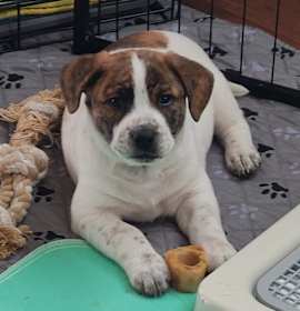 Photo of King Edward (Zinger)