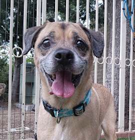 Photo of Kylo - Chino Hills Location