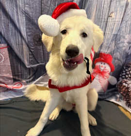 Photo of Sophia URGENT ABANDONED‼️