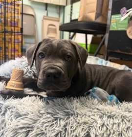 Photo of Mr. Pokchop