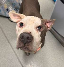 Photo of Ricky Bobby