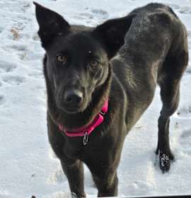 Photo of Raven aka Luna