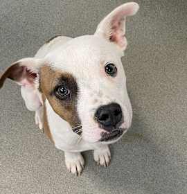 Photo of Timmy (pocket pittie)