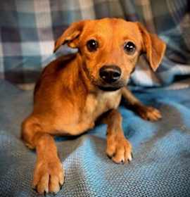 Photo of Sunkist- Puppy #1 (CoPAC Litter #9/2025)