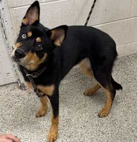 Photo of Duchess Emerald