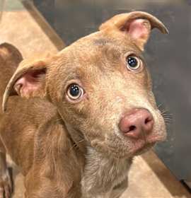 Photo of Banana Pudding