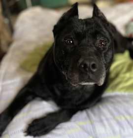 Photo of Kelsie (FEE SPONSORED)