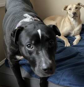 Photo of Machomans (FEE SPONSORED)