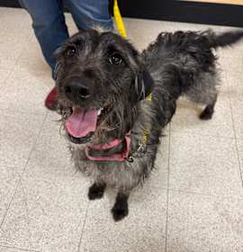 Photo of Roxy The Toodle